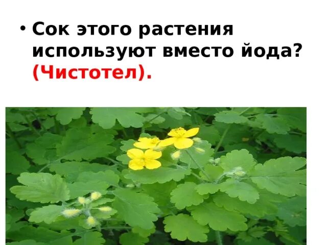 Вместо йода. Сок этого растения используют вместо йода. Чистотел вместо йода. Цветы которые вместо йода.