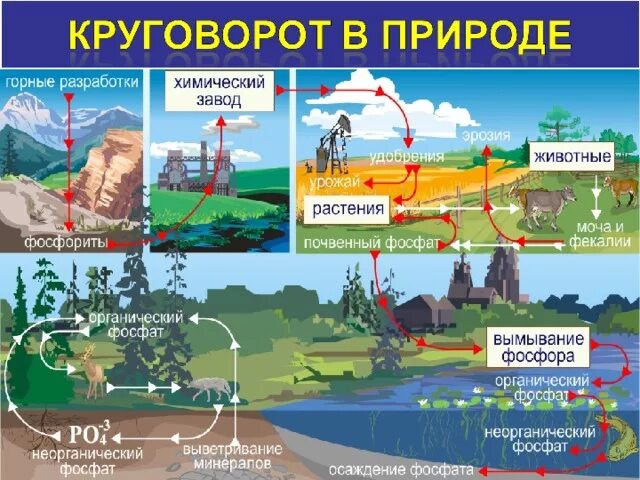 Фф большой круговорот. Биологический круговорот фосфора схема. Круговорот фосфора в природе. Круговорттфосфора в природе. Круговорот фосфора в биосфере.