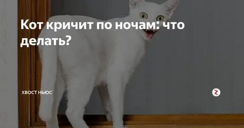 Что делать если кошка мяукает без причины
