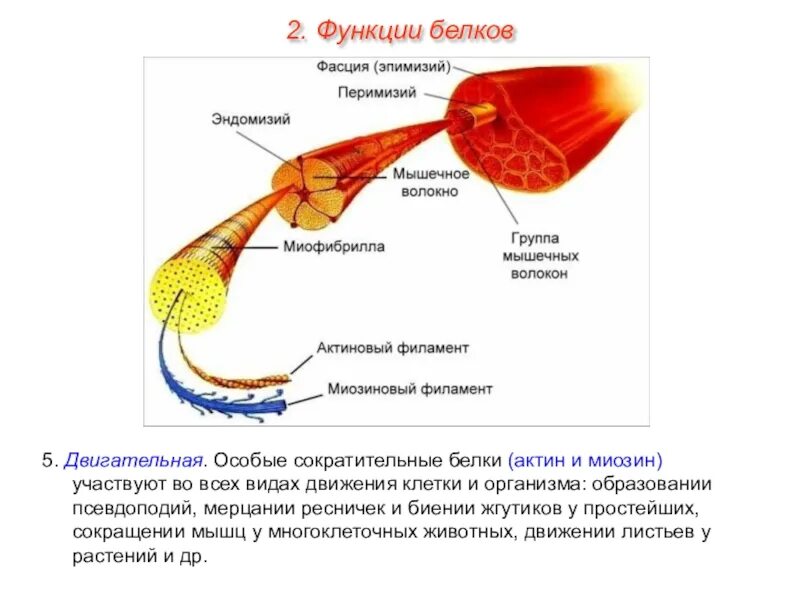 Белки выполняющие сократительную функцию в организме. Функции белков актина и миозина. сократительная функция белков. функции миозина в организме человека. актин функция белка.