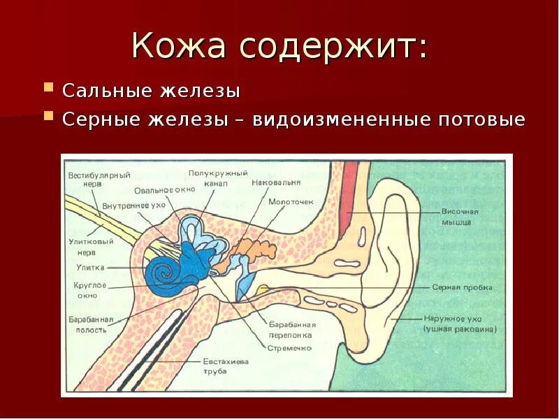 Серные железы расположение. Строение уха. Орган слуха и равновесия. Орган слуха и равновесия презентация