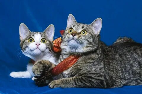 Котята в могилеве