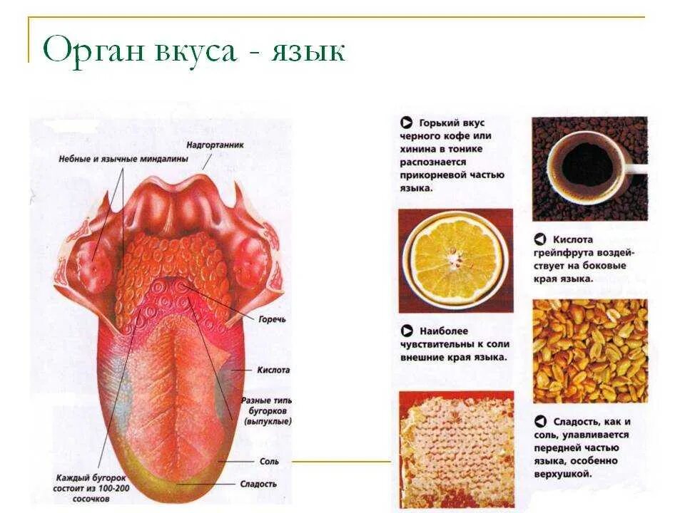 Язык строение и функции орган вкуса. Орган вкуса анатомия строение. Язык орган чувств. Органы чувств язык строение.