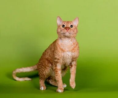 Уральский рекс