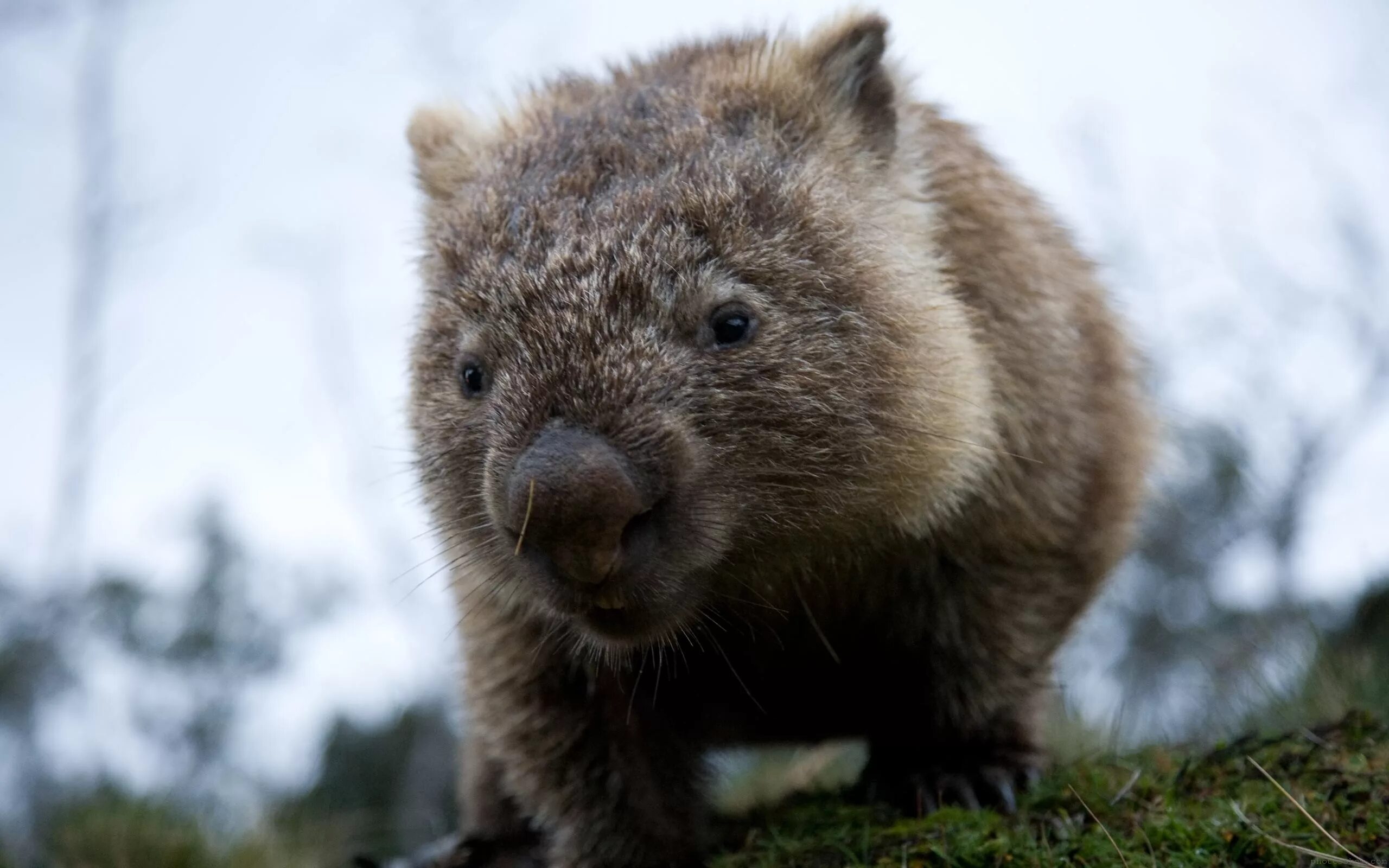 Wombat перевод. Австралийский вомбат. Медвежий вомбат. Квинслендский вомбат. Сумчатый вомбат.