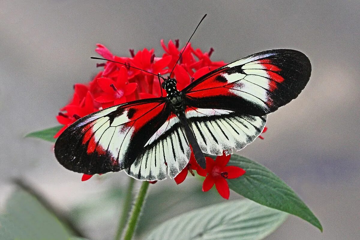 Бабочки фото окружающий мир 1 класс. Геликония Мельпомена. Геликониус бабочка. Мельпомена бабочка. Бабочка геликонида геликонида.