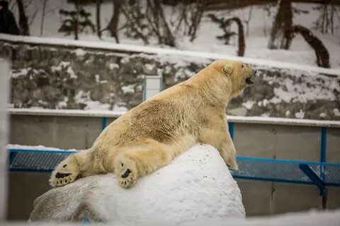 Арзамас медведи