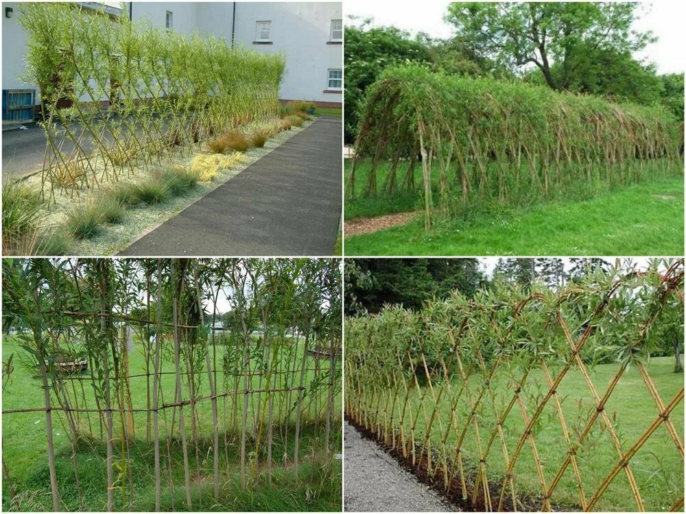 Конструирование изгороди из растущей ивы Dream garden, Garden trellis, Unique ga