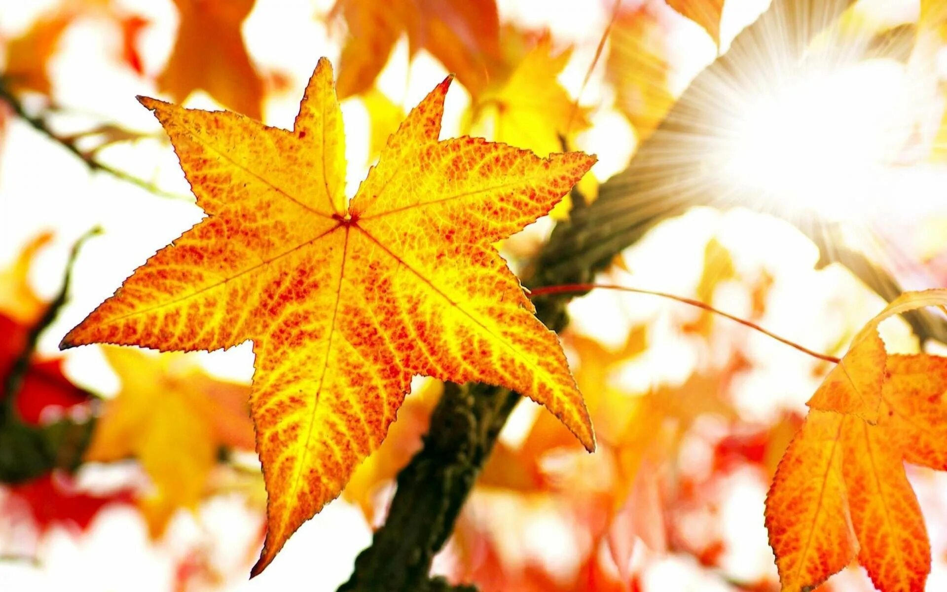 Красивые осенние листья картинки