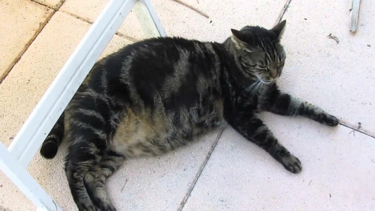 Сибирская лесная кошка трехцветная. Chatte. Grosse chatte. Grosse chatte. Grosse chatte.