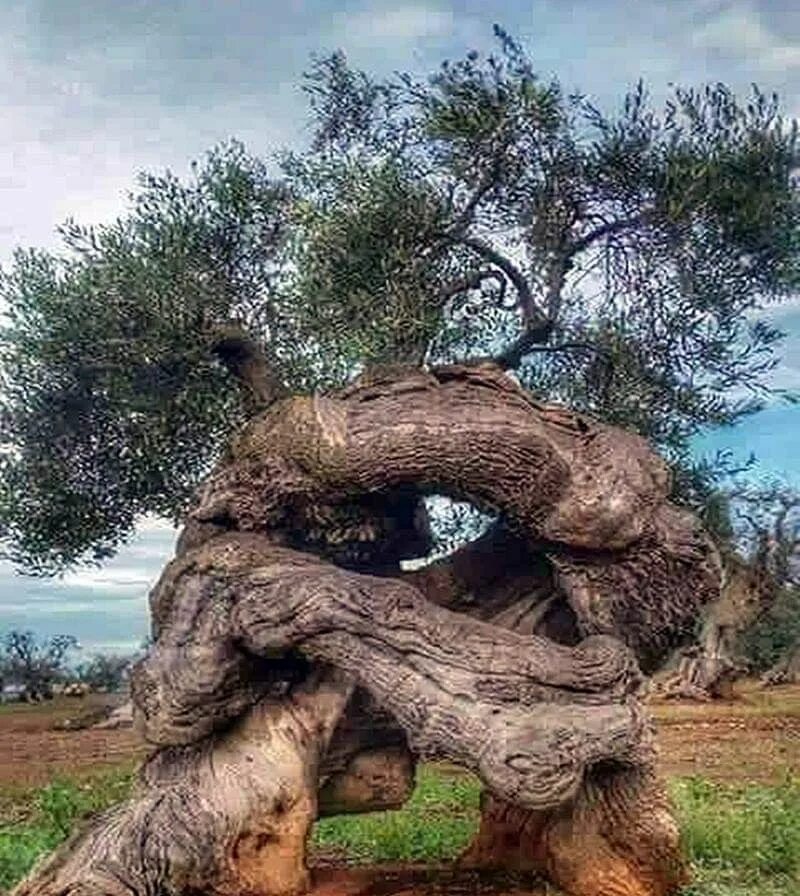 Чудеса природы деревья. Переплетенные деревья. Дерево в виде сердечка. Дерево tadrota. Дерево увитое плющом.