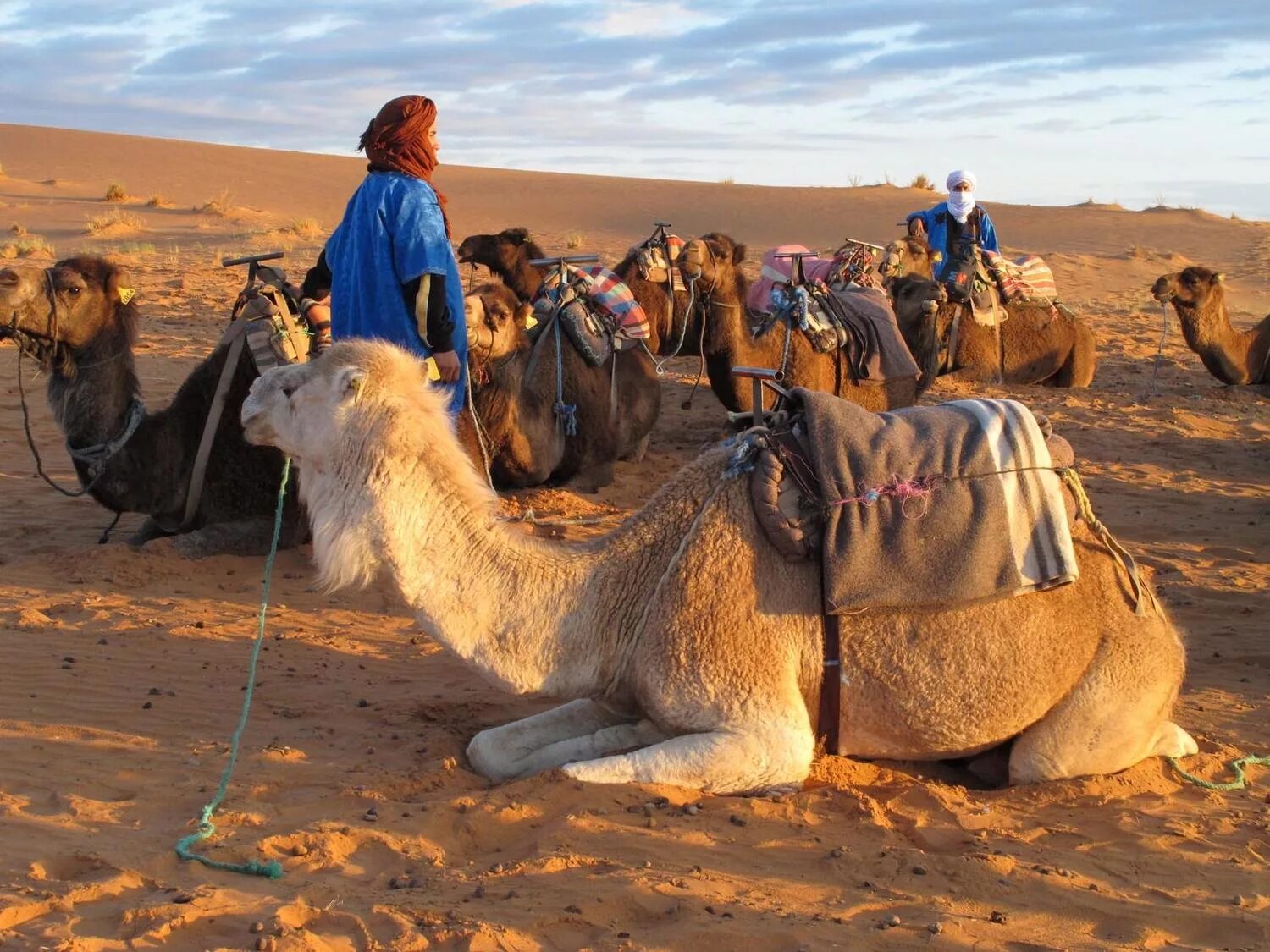 Караван отдых. Бедуины Марокко. Караван в пустыне Каракум. Караваны верблюдов с бедуинами. Караван марокканских верблюдов дромедаров.