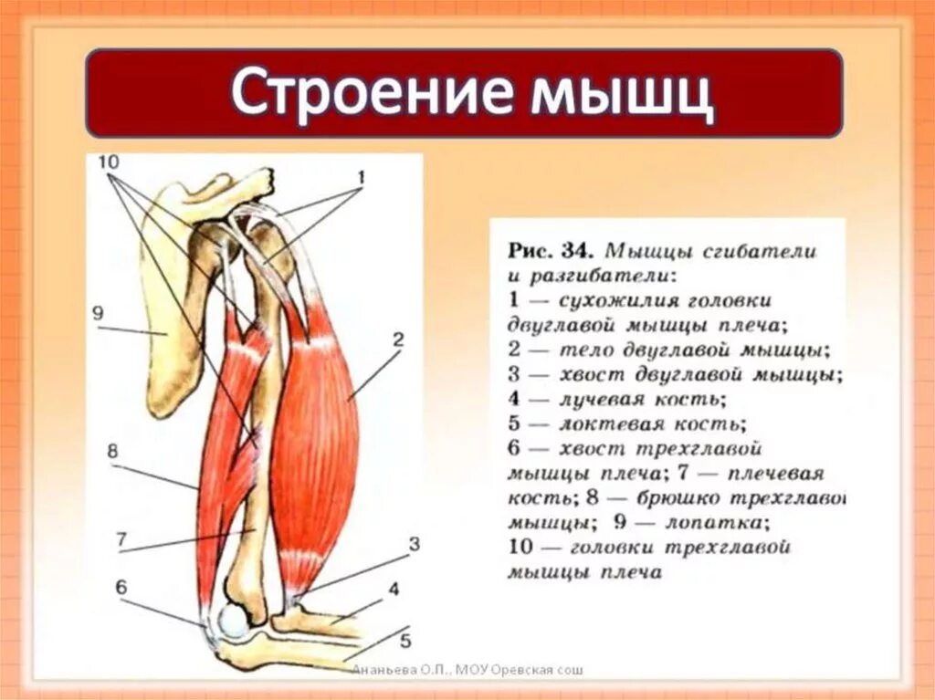 Макроскопическое строение мускулатуры. Схематичное строение скелетной мышцы. Основные части мышц анатомия. Схема мышцы сгибатели и разгибатели.