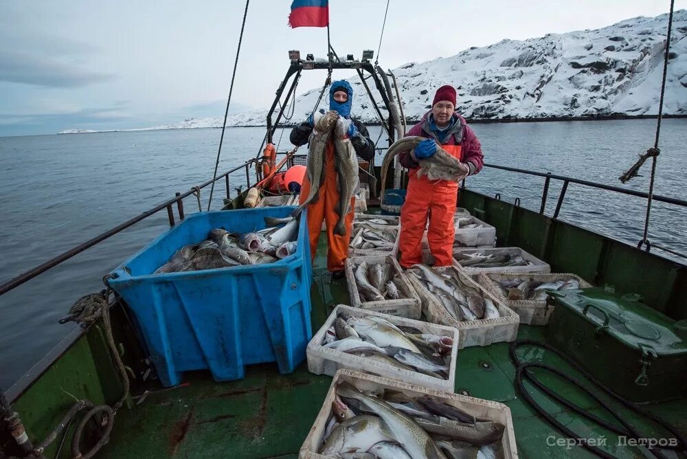 Морской промысел рыб. Териберка рыбалка в Баренцевом море. Рыбалка на Баренцевом море в Мурманске. Треска Мурманск Териберка. Лов трески в Баренцевом море.