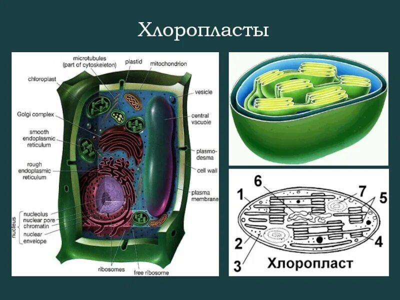 Отсутствие хлоропластов. Биология 6 класс строение клетки хлоропласты. Что такое хлоропласты в биологии 6 класс. Биология 10 класс хлоропласты. Четырехмембранные хлоропласты.