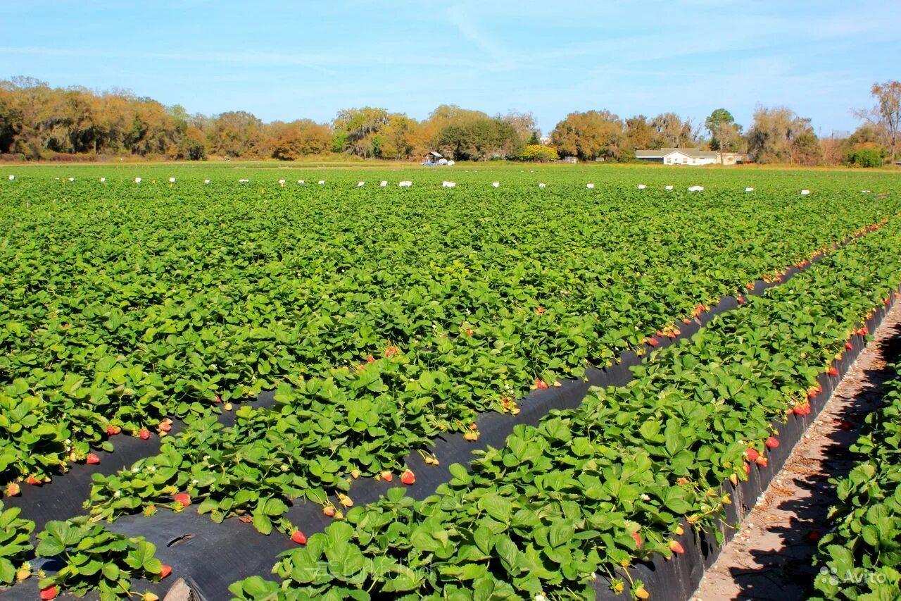 гидропоника nft. аэропоника клубника. промышленные теплицы для рассады. выращивание каких. плантация клубники.