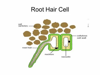 Root hair перевод