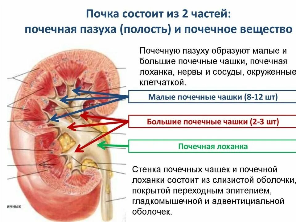 Как взаимосвязаны строение и функции мочевыведения. Строение почки почечная пазуха. почка состоит из двух частей. анатомическое строение почки человека. почечная пазуха анатомия строение.