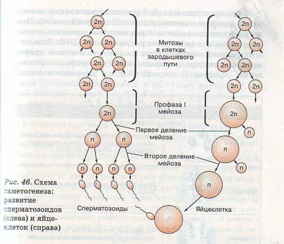 Схема гаметогенеза рис 53. Фазы развития половых клеток гаметогенез сперматогенез овогенез. Схема образования спермиев. Стадии развития половых клеток у животных. Тест мейоз гаметогенез