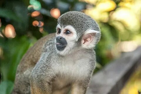 Small monkey