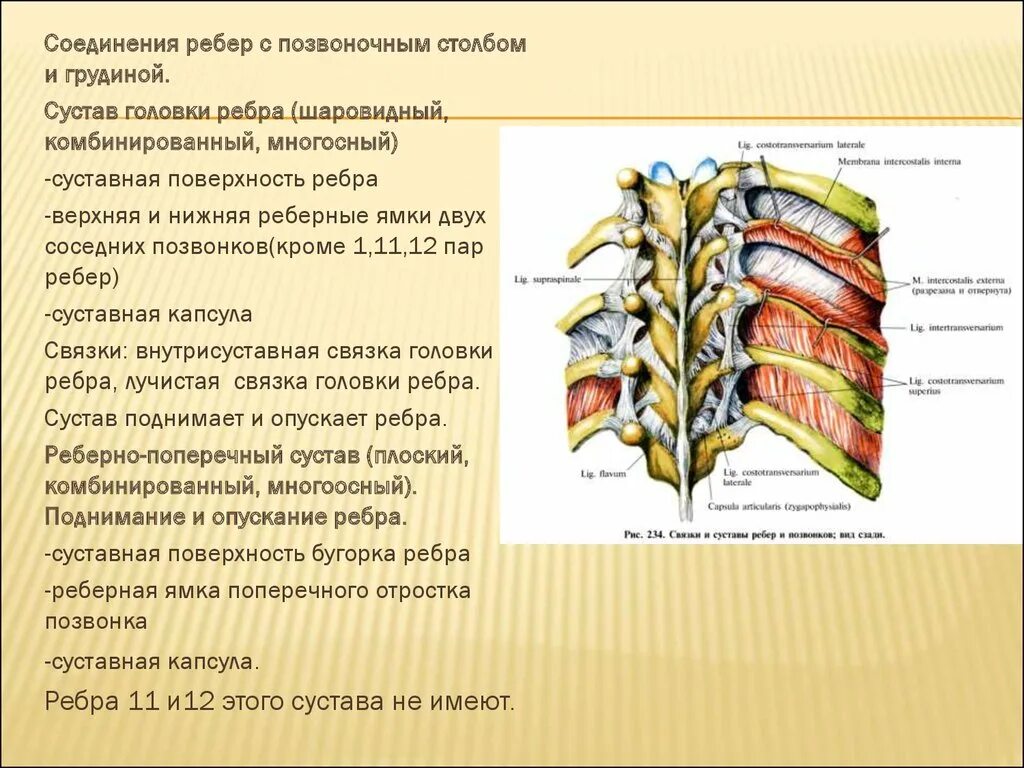 Ребро тип соединения. Соединение ребер с позвонками и грудиной. Соединения ребер с позвонками и грудиной анатомия. Соединение ребер с позвоночным столбом и грудиной. Тип соединения костей - рёбер и грудины.