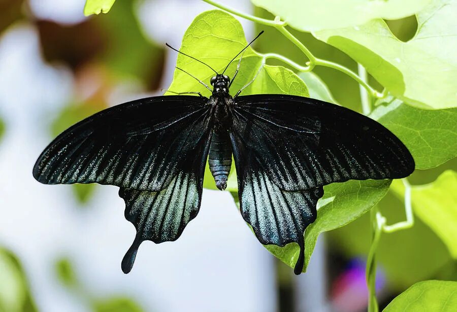 Бабочка черный глянец. Бабочка Papilio ascalaphus. Папилио аскалафус. Марипоза Негро. Papilio ascalaphus Ascalapus.