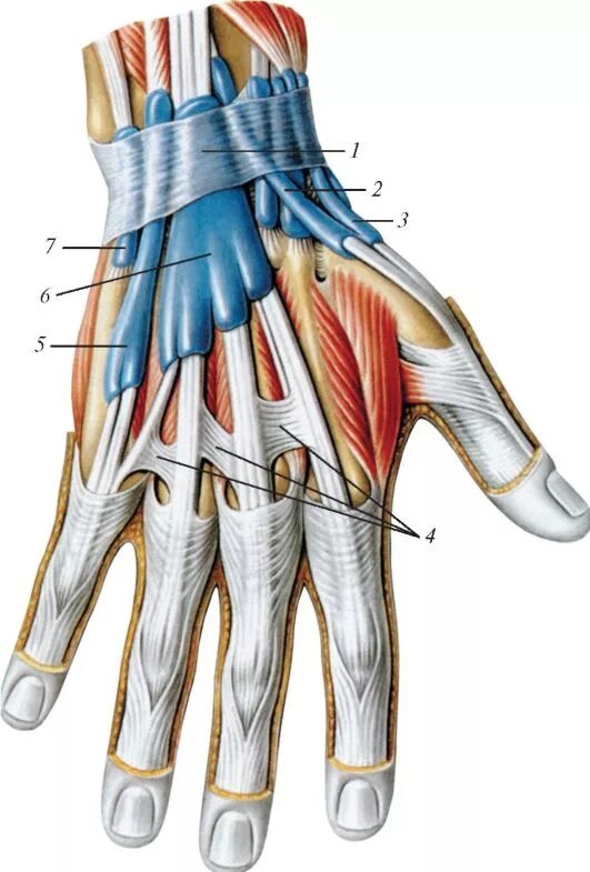 Сухожилия разгибателей кисти. Сухожилие разгибателя. Сухожилие разгибателя. Сухожилие разгибателя. Сухожилия разгибателей пальцев кисти.