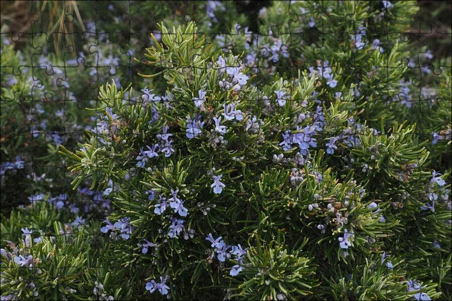 Pin on herbs