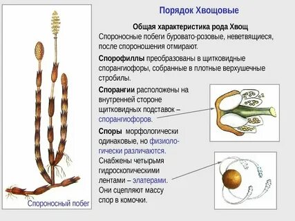 Систематика хвоща