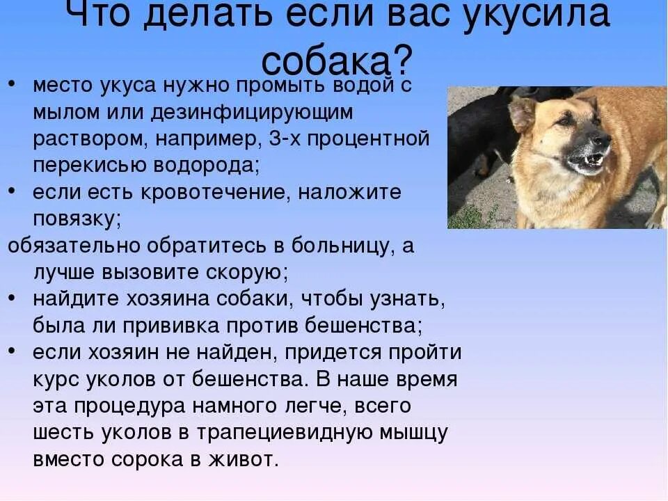 Ответственность за укус. Укусила собака что делать. Что нужно делать если укусила собака. Что сделаиьпри укосе србаки.