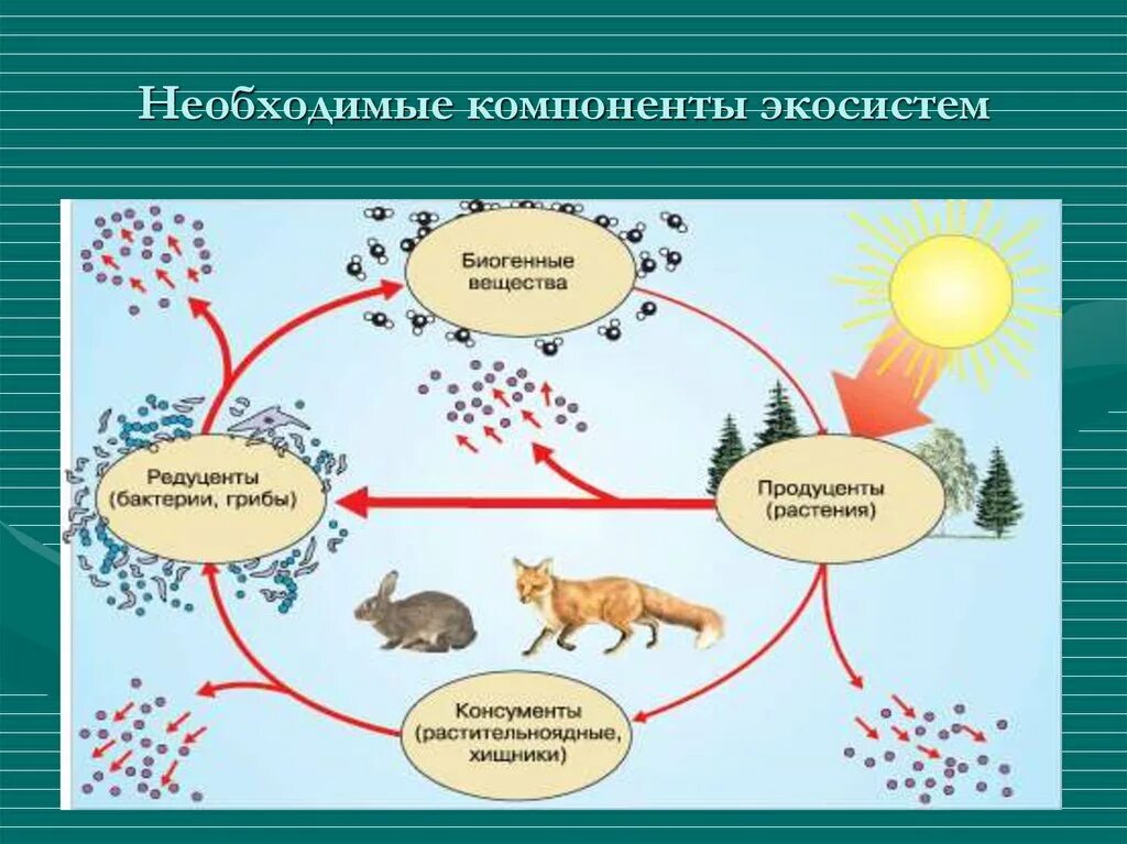 Выберите биогенные вещества. Круговорот веществ и энергии в экосистемах. Биотический компонент экосистемы. Замкнутый круговорот веществ в экосистеме. Круговорот веществ в биогеоценозе.