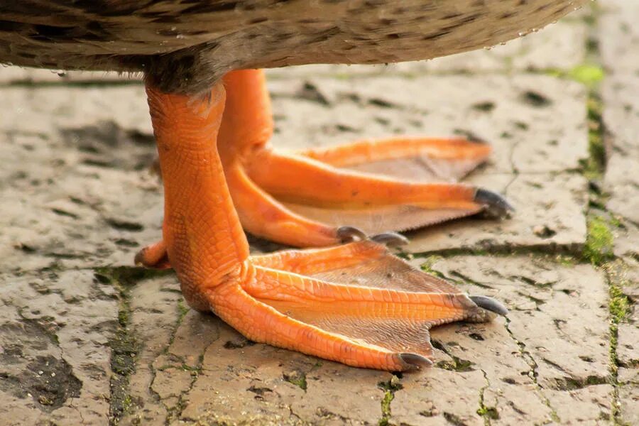 Duck feet. Перепонки на лапах webbed feet.