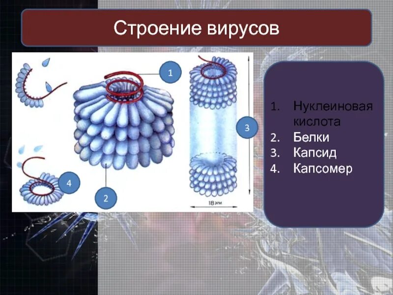 Белковый капсид. Строение вируса биология 10. Строение вируса биология 9 класс. Вирусы неклеточные формы жизни 10 класс. Строение вируса капсид нуклеиновая кислота.