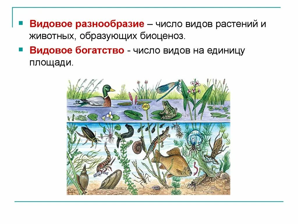 Видовое разнообразие примеры. Структура биоценоза 9 класс биология. Видовое разнообразие. Видовое многообразие биоценоза. Видовое разнообразие биогенеза.