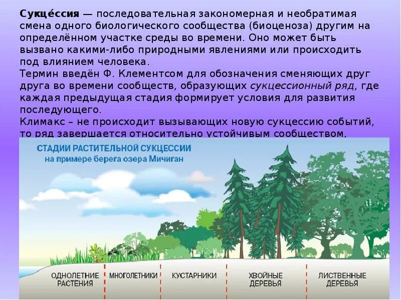 Наибольшее разнообразие наблюдается в. Вторичная экологическая сукцессия. Первичная экологическая сукцессия. Схема вторичной экологической сукцессии. Возникновение первичной сукцессии.