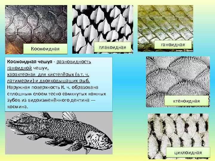 Ганоидная чешуя костных рыб. Плакоидная чешуя хрящевых рыб. Строение плакоидной чешуи. Ктеноидная чешуя характерна. Костные рыбы тело покрыто костной чешуей