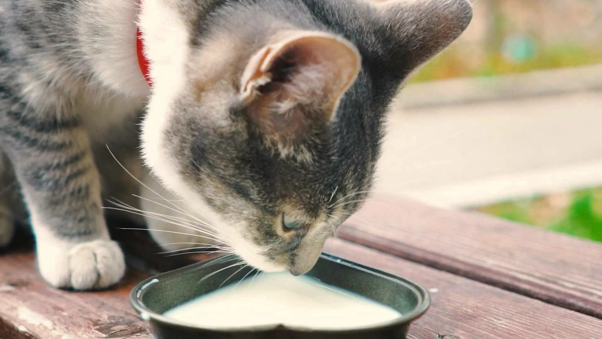 Кот лакает молоко. Кот пьет молоко. Кошка пьет молоко. Котенок пьет молоко. Кошки пьют лапой