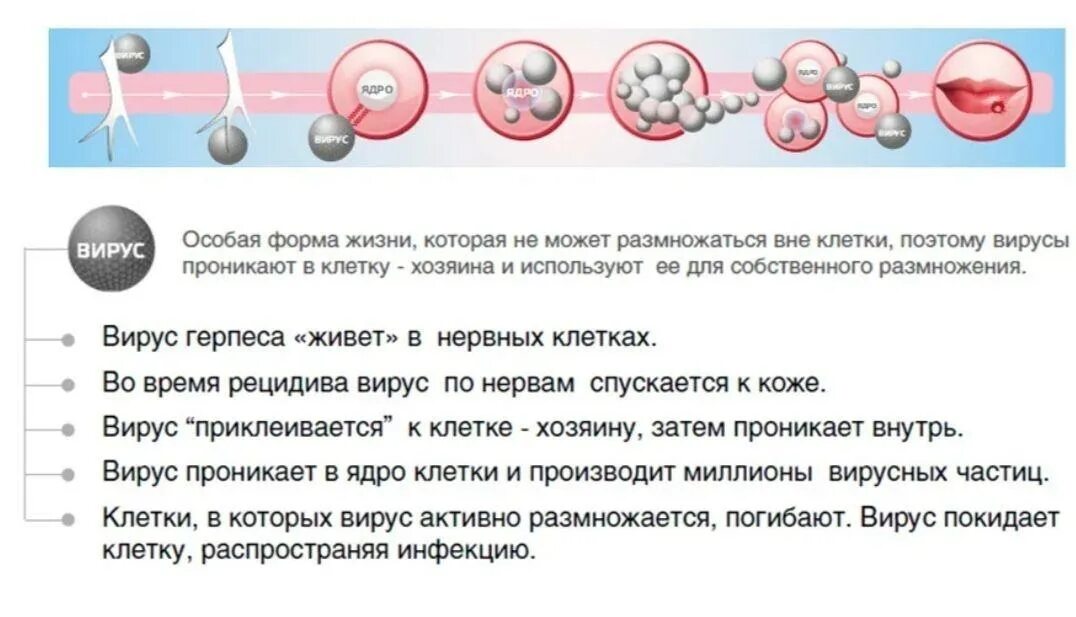 Герпес 1 типа у взрослых. Нерписс. герпесвирусная инфекция типы. вирус герпеса в организме.