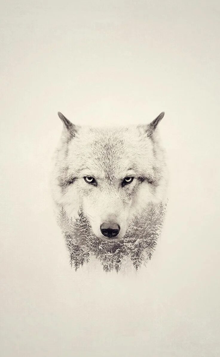 волк эскиз тату цветной. белая волчица эскиз. работы мастеров татуировки волков. тату белый волк с голубыми глазами. идеи для рисунков волки.