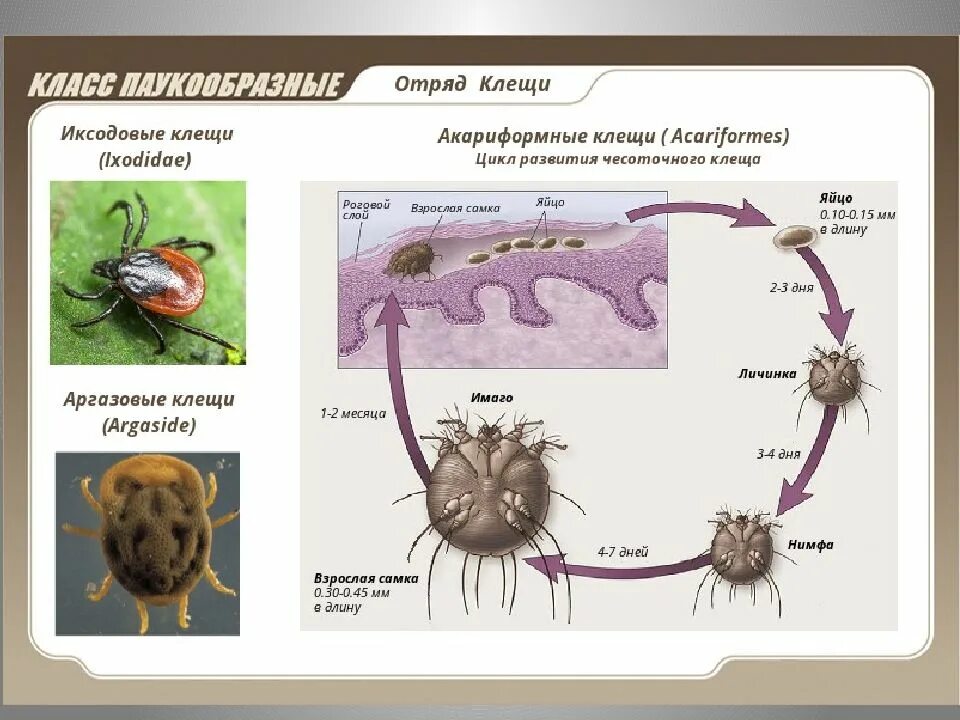 Паукообразные размножение