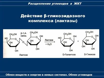 Какие вещества образуются при полном распаде углеводов