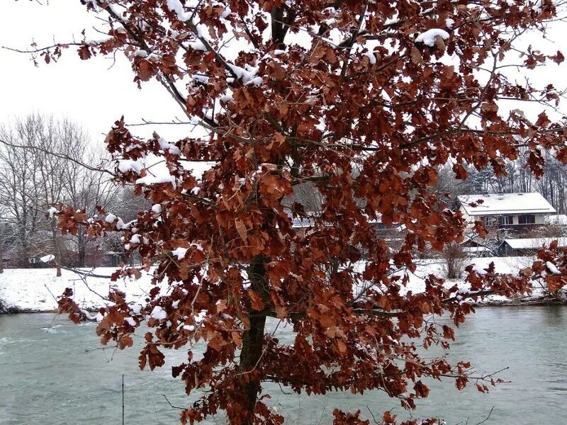 Дерево не дало листьев. Дуб зимой. Деревья которые не сбрасывают листву зимой. Деревья которые сбрасывают листву. Листья дуба зимой.