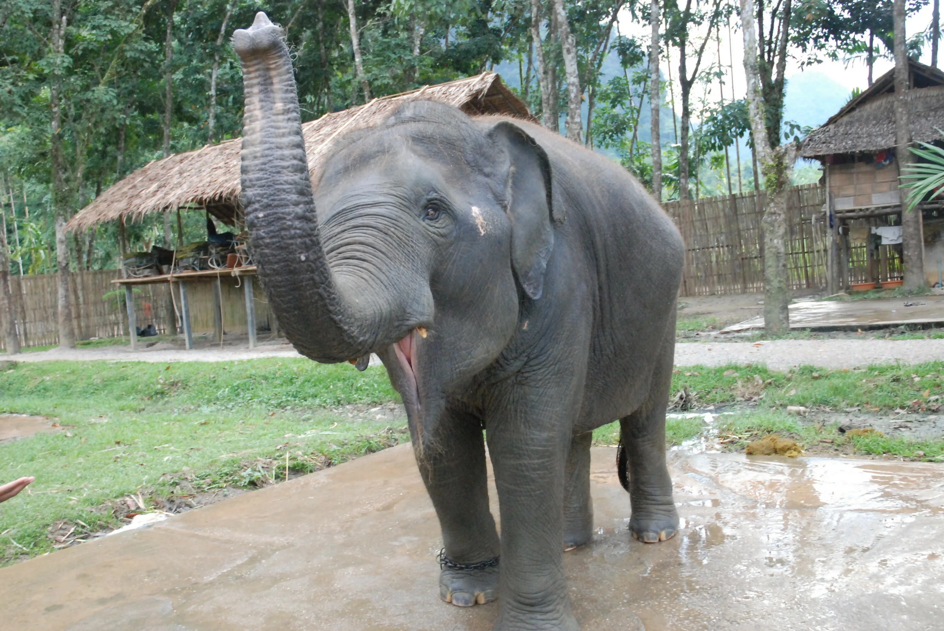 Happy elephant