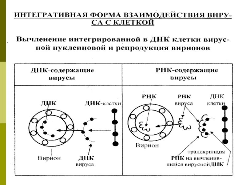 Каков принцип взаимодействия вируса и клетки кратко. Интегративная форма взаимодействия вируса с клеткой. интегративный тип взаимодействия вируса. интегративный тип взаимодействия вируса стадии. интегративный тип взаимодействия вируса с клеткой.