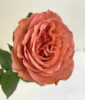 Rose premium