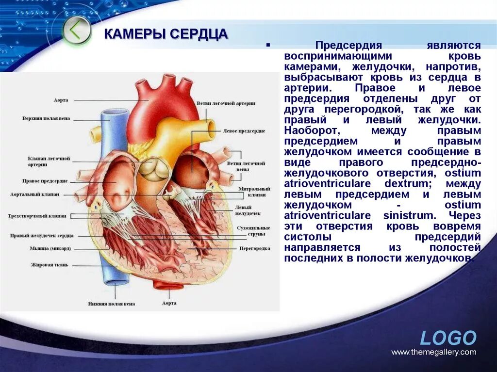 Название перегородки отделяющей предсердия. Строение сердца человека камеры сердца. Строение сердца 4 камеры. Сердце желудочки и предсердия клапаны. От левого предсердия к легким