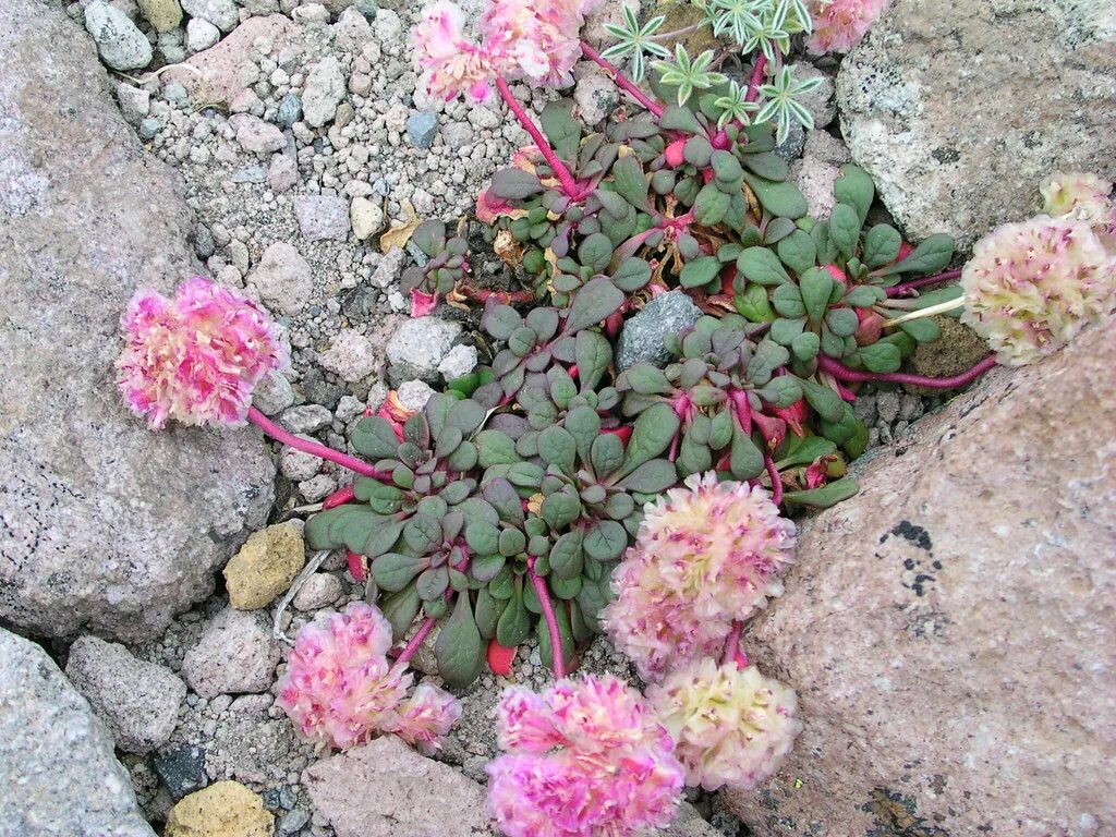 Растут на каменистых почвах. Calyptridium umbellatum,. Цветы Калиптридиум зонтичный. Cistanthe umbellata. Калиптридиум зонтичный агротехника.