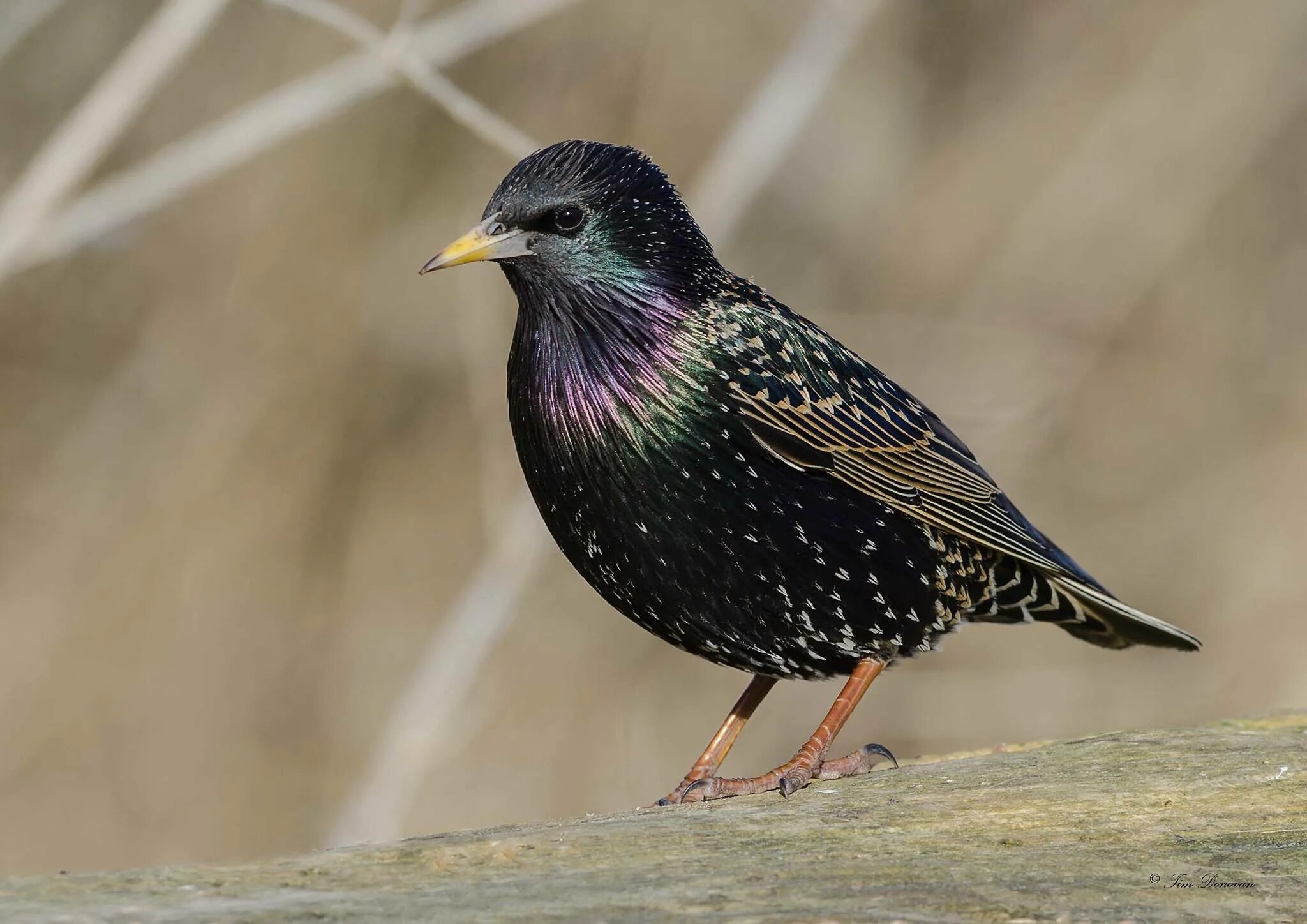 Обыкновенный скворец. Скворец кавказский. Скворец Уральский. Sturnus vulgaris. Скворцы картинка для детей на прозрачном фоне