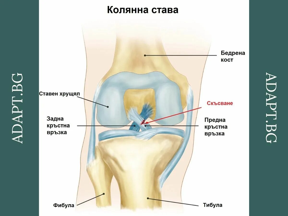 Acl что это. ACL Knee Skar.