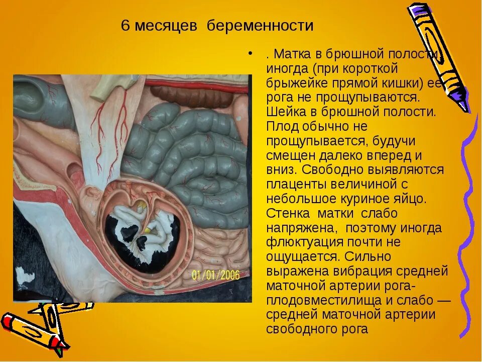 БРЮШИННАЯ беременность. Ректальное исследование коров на стельность. Ректальное исследование матки коровы. Какова Продолжительность периода стельности у коров?. Срок беременности у коров